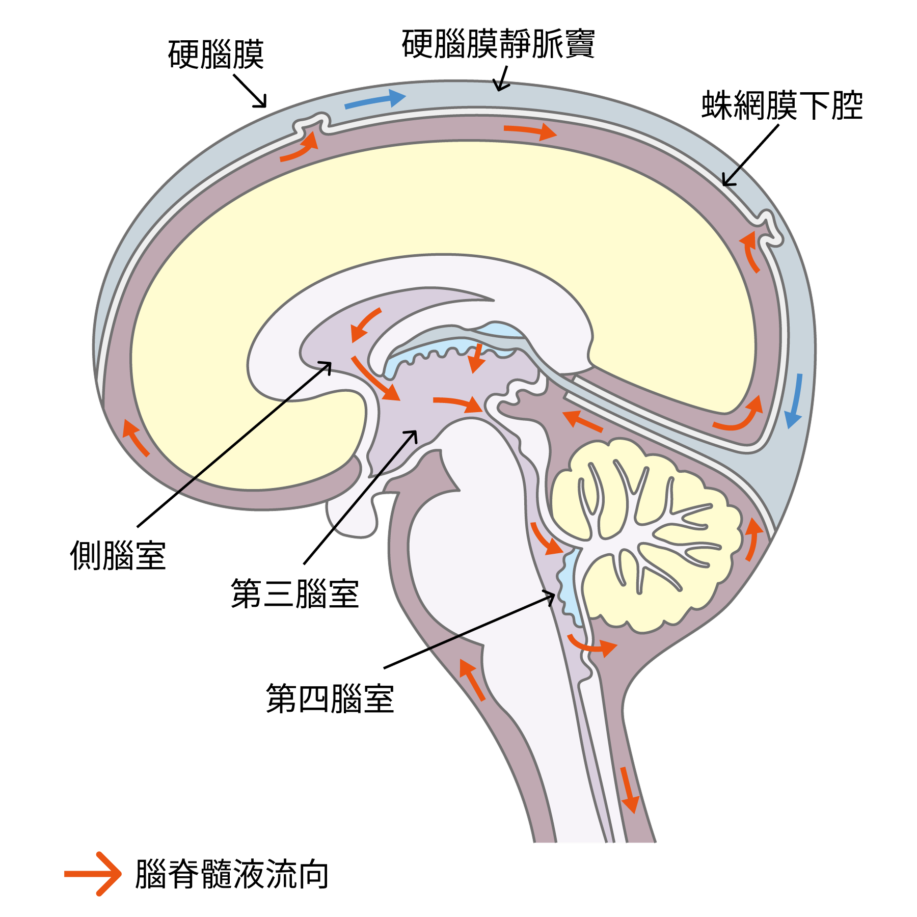 腦脊髓液流向